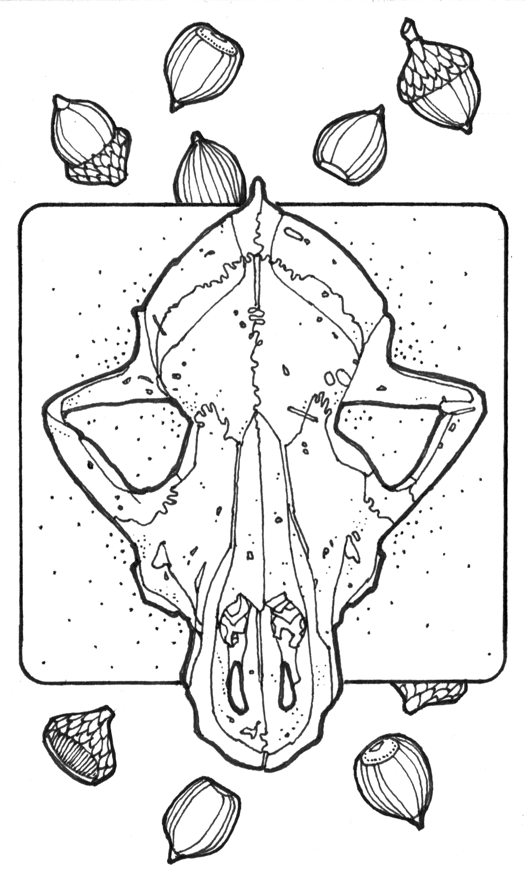 Possum Skull