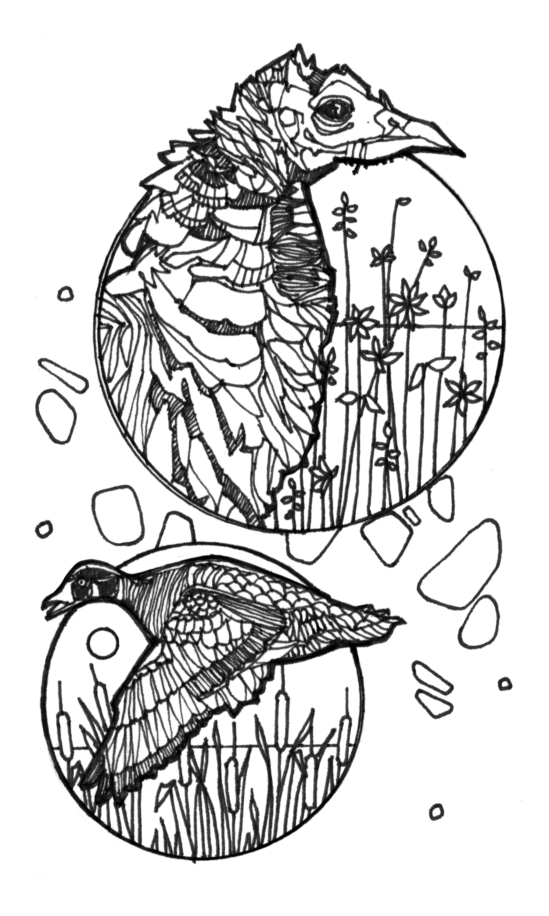 Vulture & duck