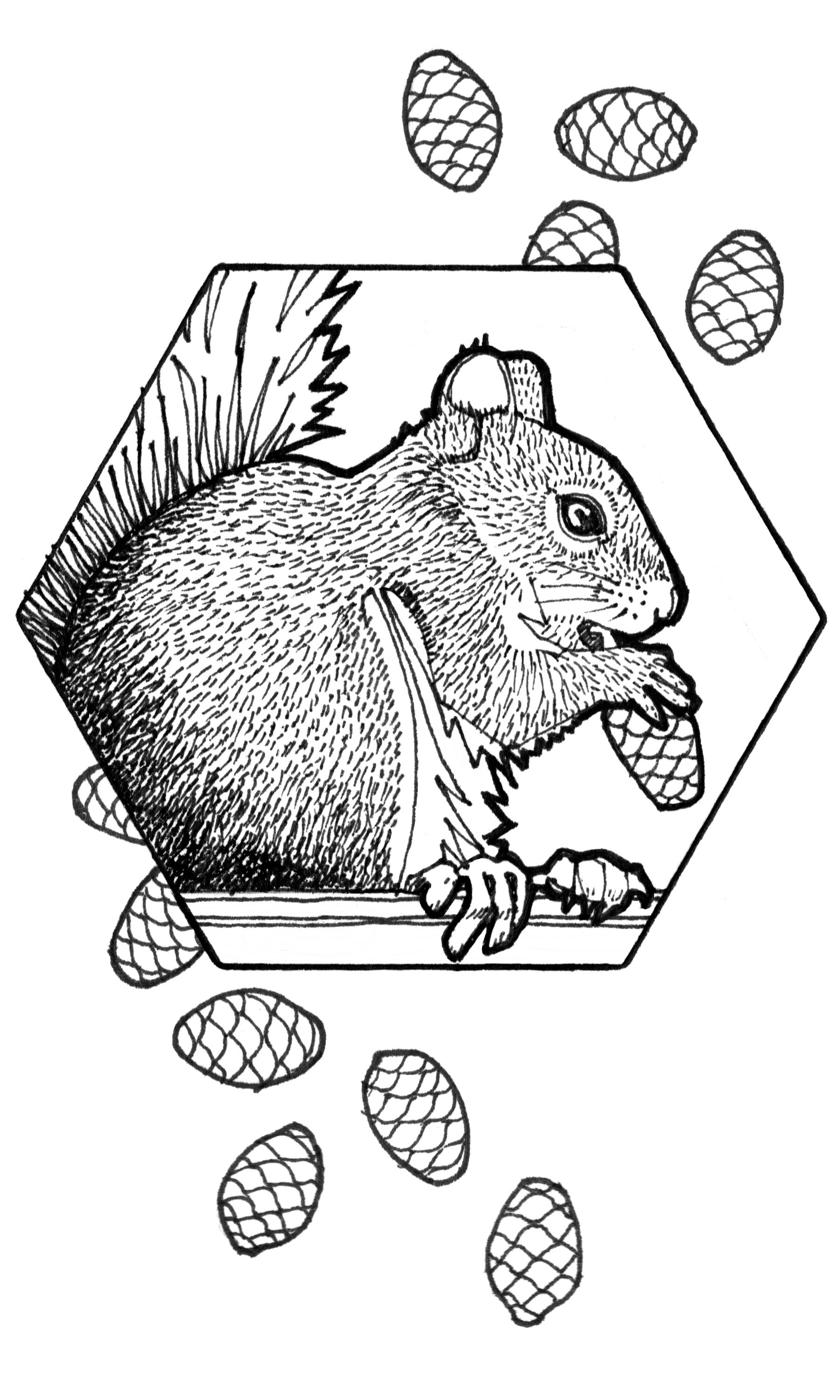 Squirrel