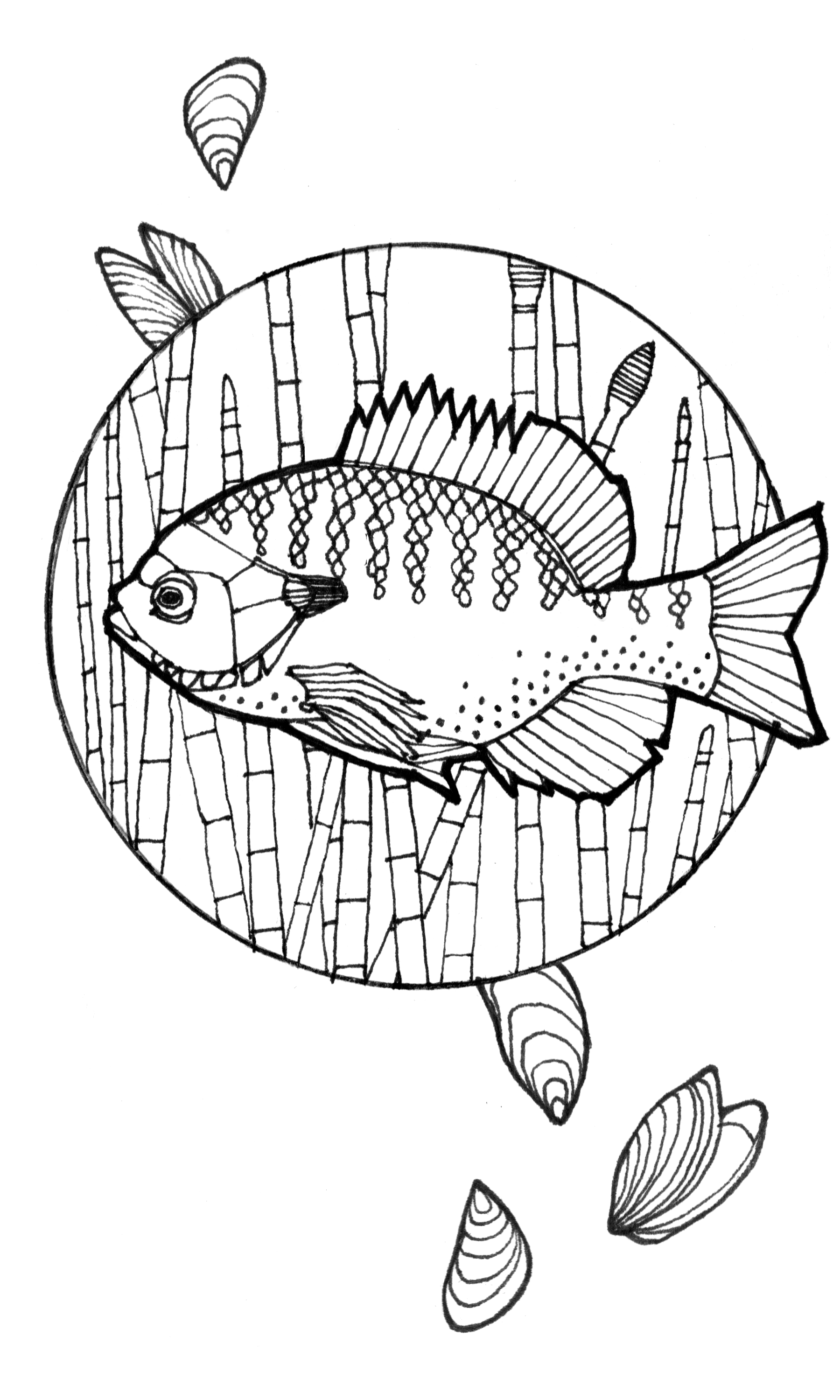 Bluegill