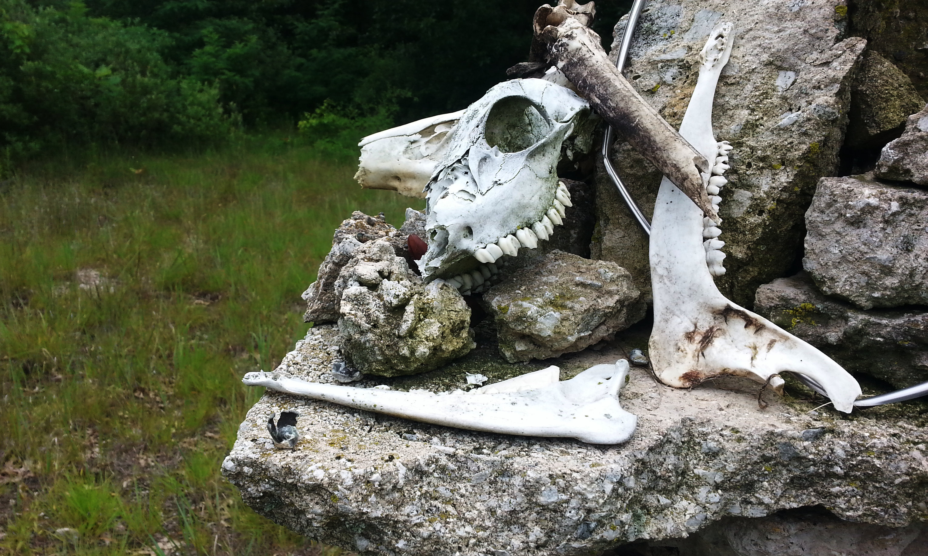 Deer skulls