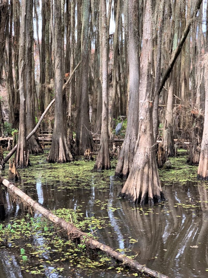 State Parks In East Texas State Parks In East Texas