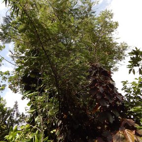 Timbre de ramas arqueadas y follaje plumoso recortado contra un cielo claro.
