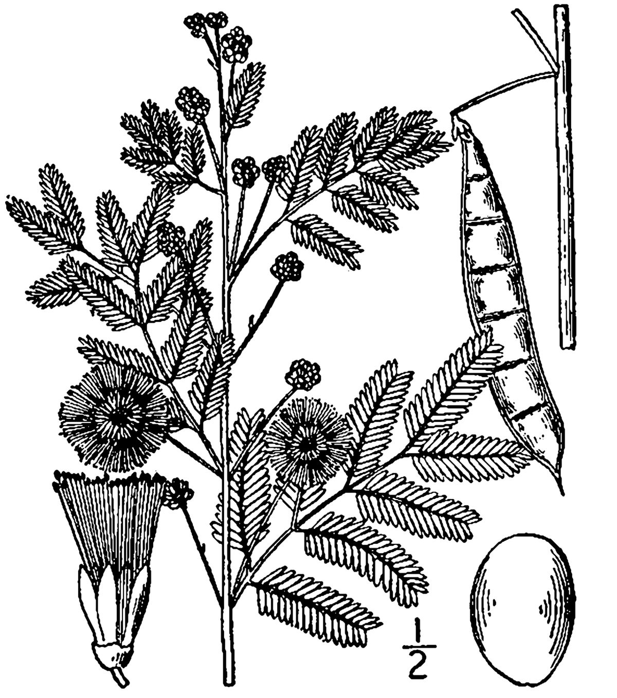 Dibujo a línea del timbre con la rama en flor, la vaina y la semilla.