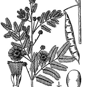 Dibujo a línea del timbre con la rama en flor, la vaina y la semilla.