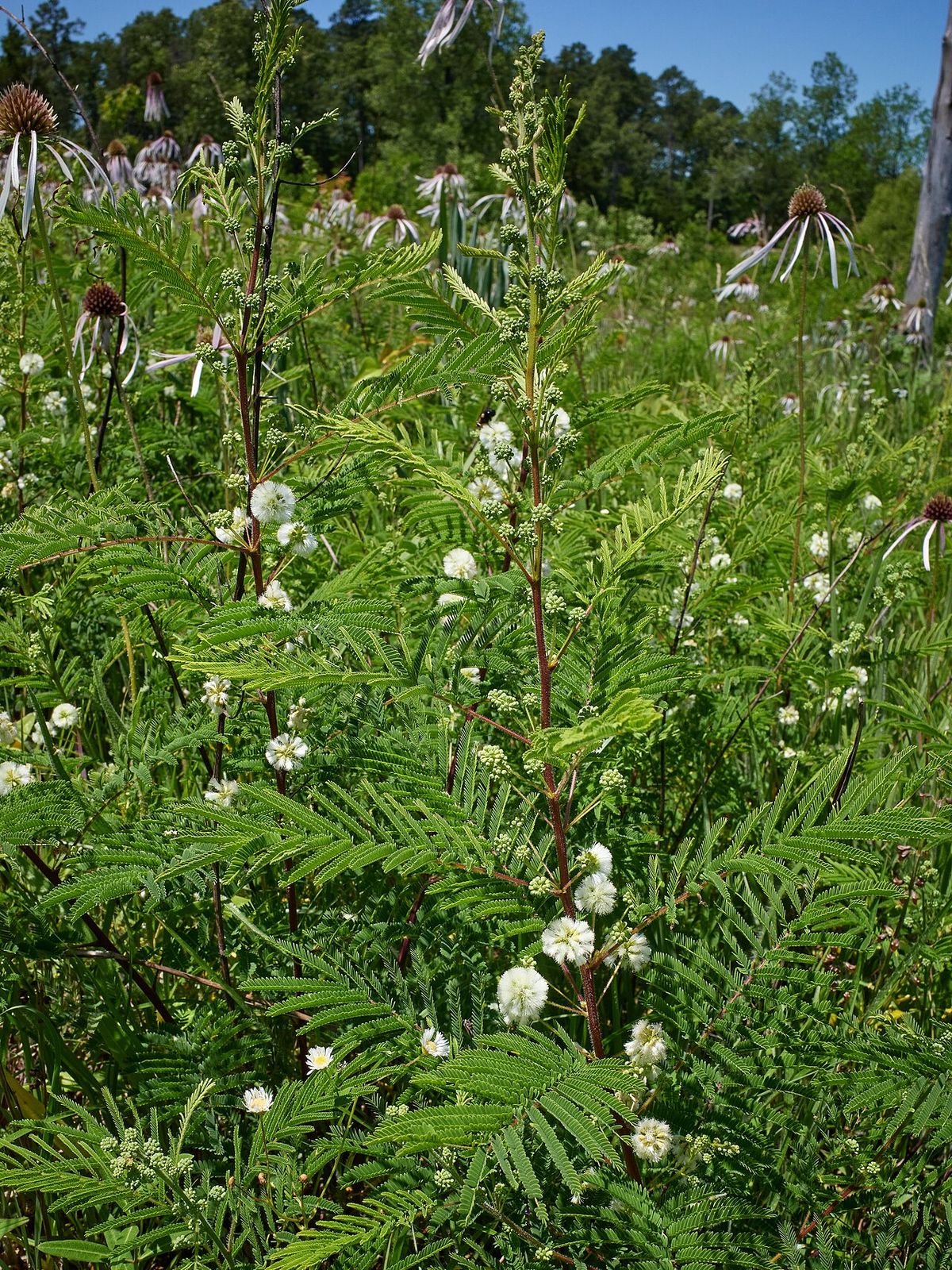 Timbre florido de blanco creciendo entre la vegetación de un claro.