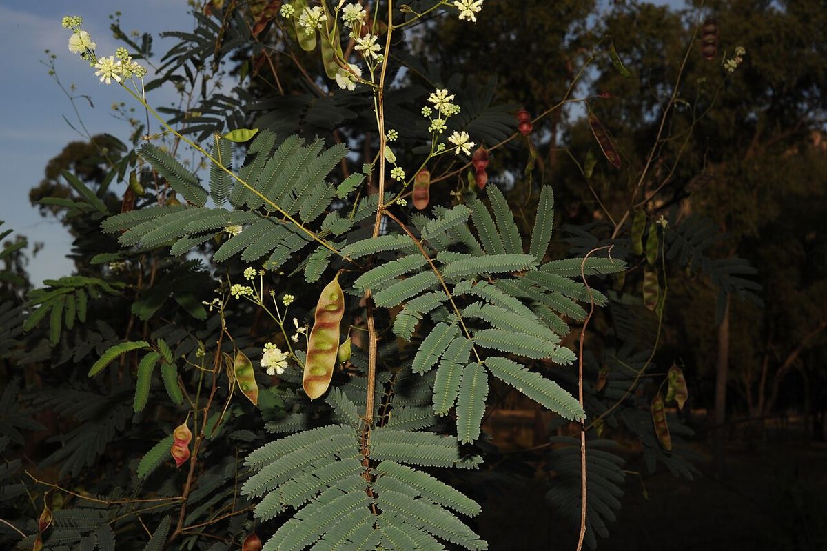 Flores blancas y vainas jóvenes de timbre entre el follaje bipinnado.