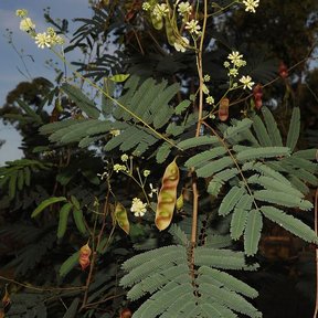 Flores blancas y vainas jóvenes de timbre entre el follaje bipinnado.