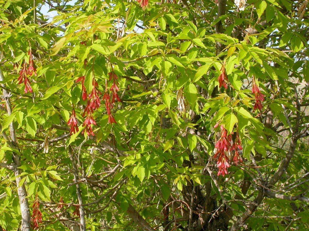 Sámaras rojizas colgando entre el follaje verde claro de un arce.