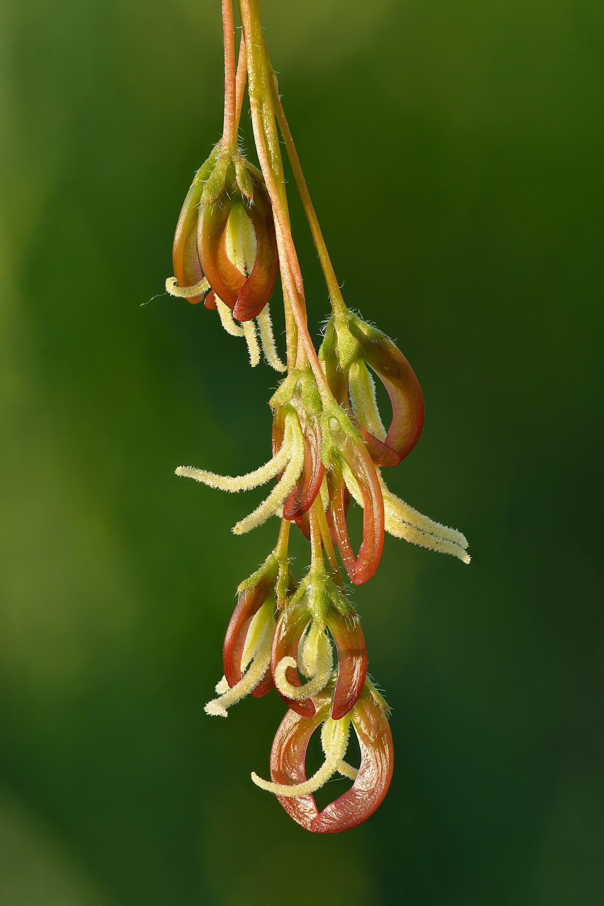 Flores colgantes de arce, verdes y rojizas, sobre un fondo oscuro desenfocado.