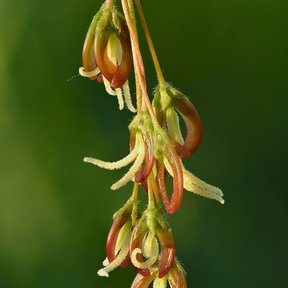 Flores colgantes de arce, verdes y rojizas, sobre un fondo oscuro desenfocado.