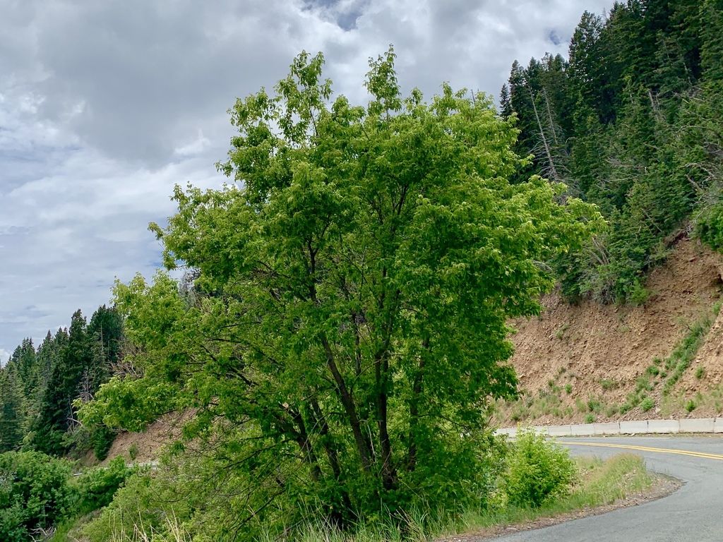 Un arce entero y frondoso al borde de una carretera de montaña.