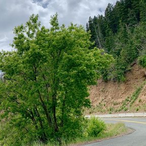 Un arce entero y frondoso al borde de una carretera de montaña.