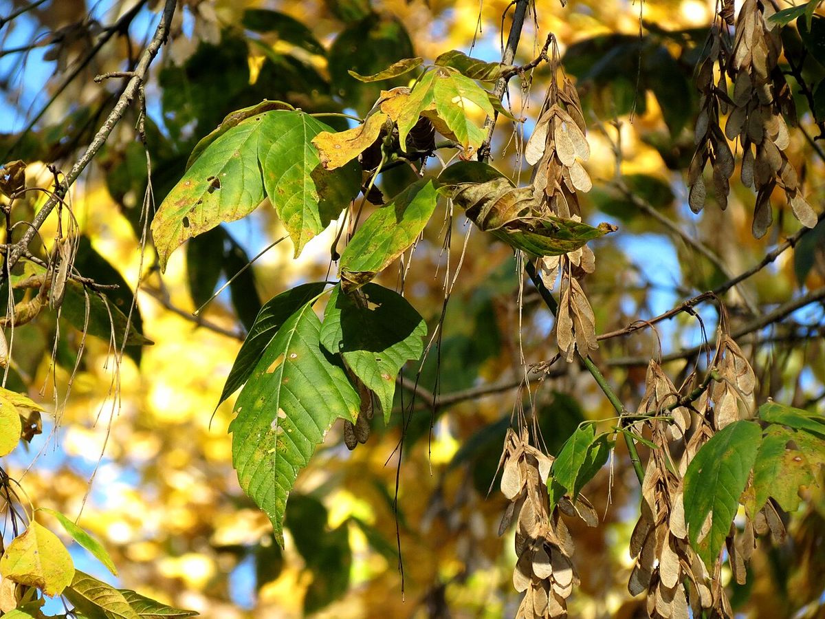 Sámaras secas y hojas amarillas de arce a contraluz en el otoño.