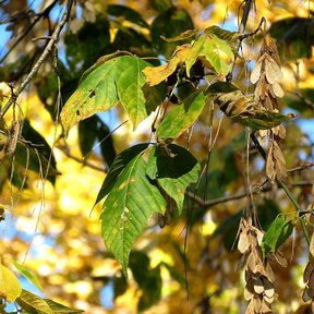 Sámaras secas y hojas amarillas de arce a contraluz en el otoño.