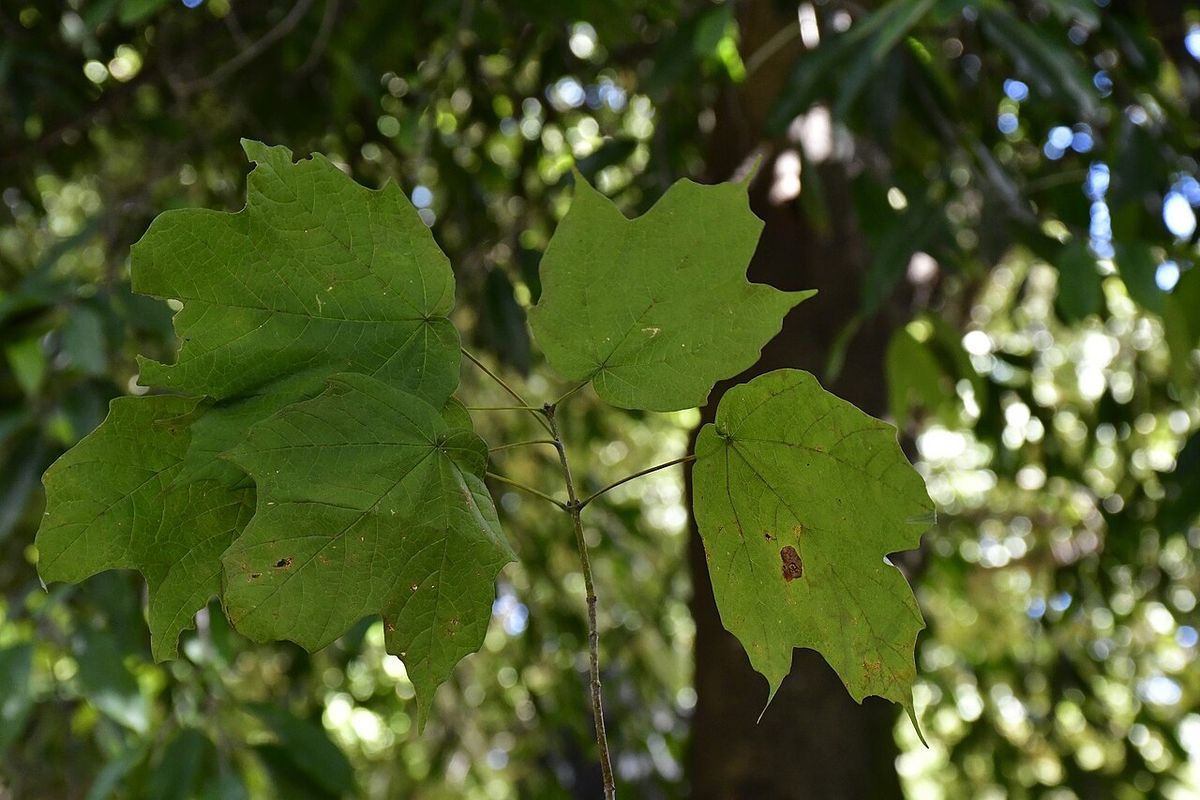 Hojas lobuladas de Acer skutchii a contraluz entre el follaje del bosque.