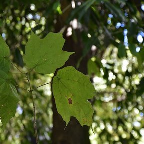Hojas lobuladas de Acer skutchii a contraluz entre el follaje del bosque.