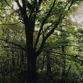 Acer skutchii adulto de tronco oscuro y copa amplia dentro de un bosque húmedo.