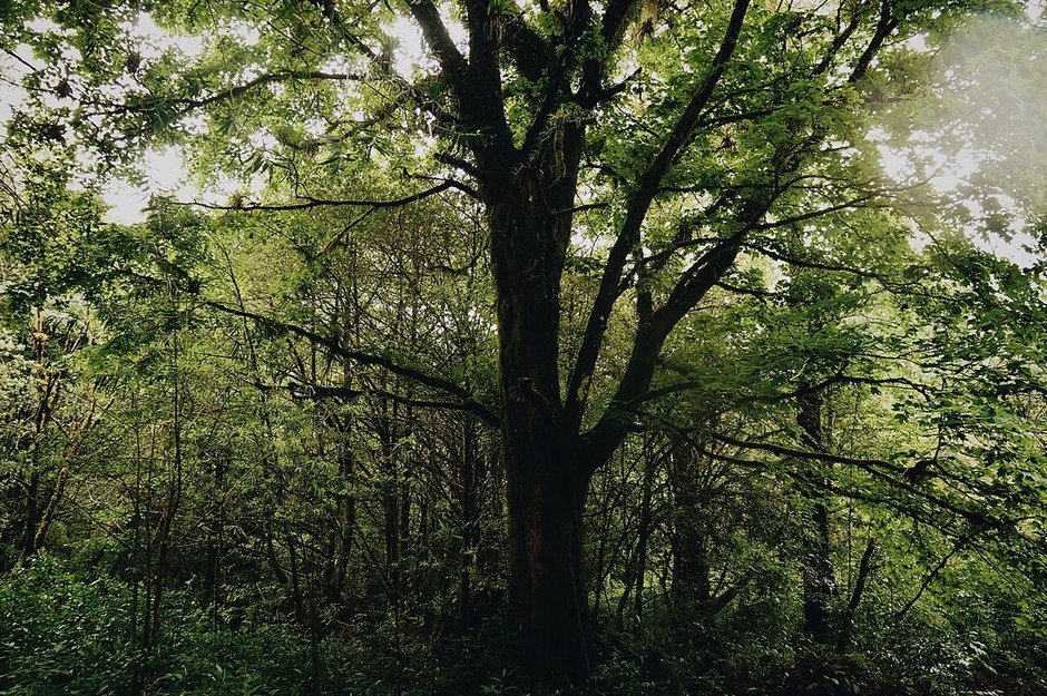 Acer skutchii adulto de tronco oscuro y copa amplia dentro de un bosque húmedo.