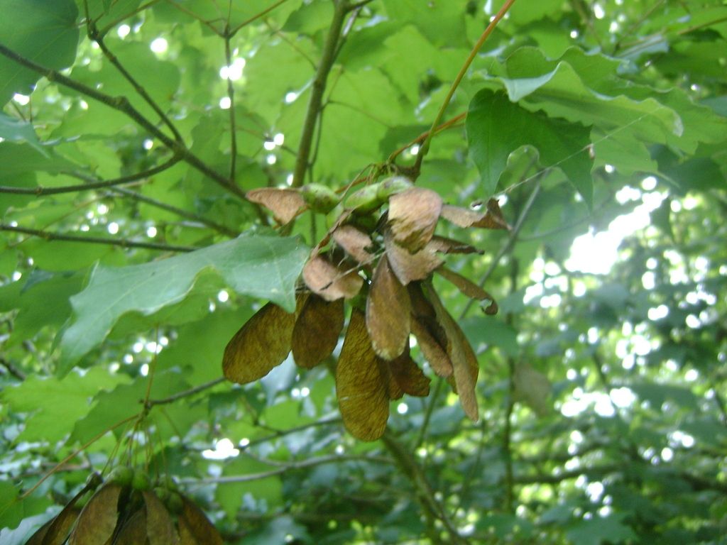 Sámaras pardas de Acer skutchii colgando entre las hojas verdes.