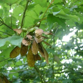 Sámaras pardas de Acer skutchii colgando entre las hojas verdes.
