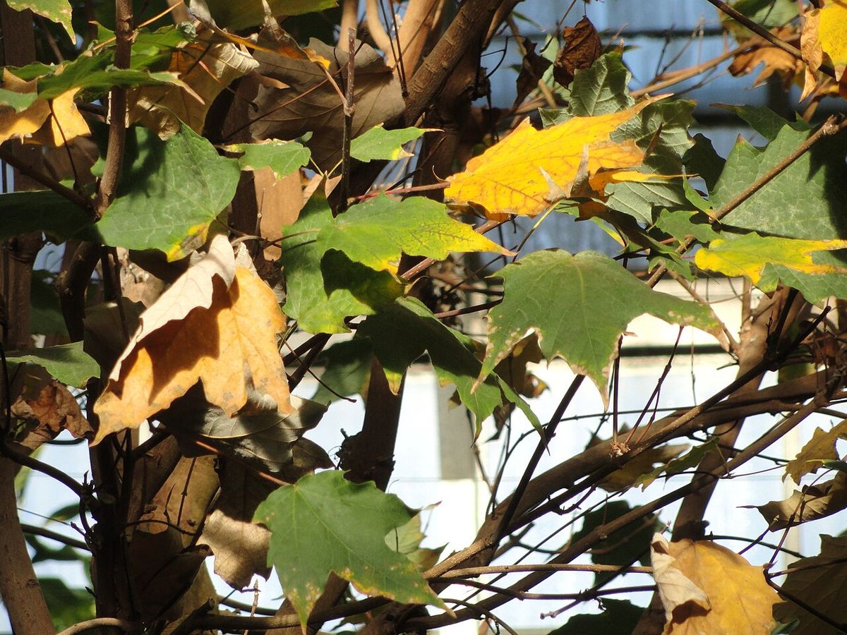 Hojas de Acer skutchii virando al amarillo y al ocre sobre las ramas.