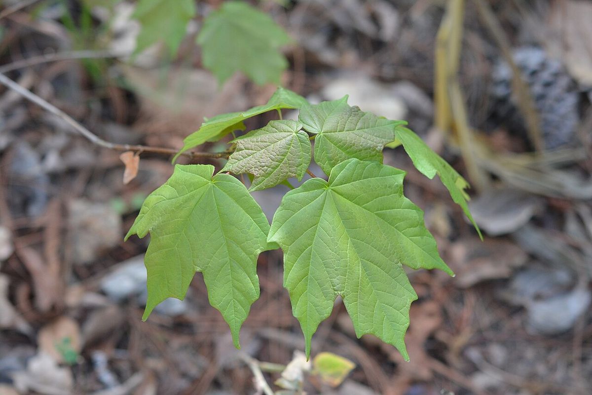 Hojas jóvenes de Acer skutchii sobre la hojarasca del suelo del bosque.