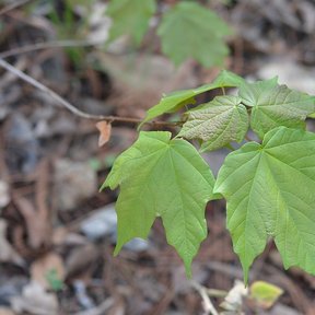 Hojas jóvenes de Acer skutchii sobre la hojarasca del suelo del bosque.