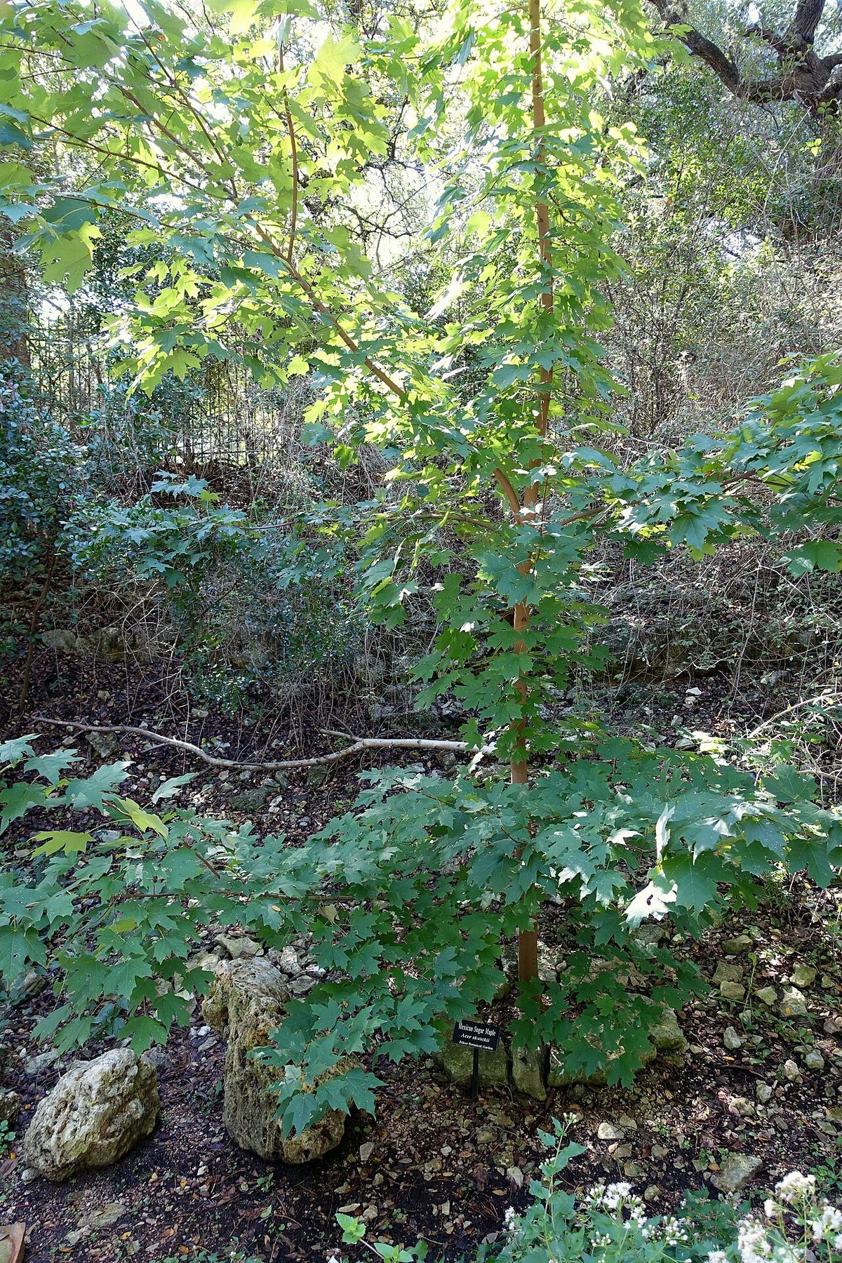 Arbolito de Acer skutchii con una etiqueta al pie, en una ladera pedregosa.