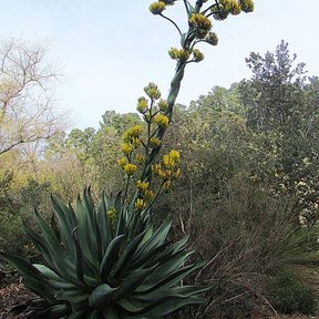 Maguey blanco con la vara floral erguida y cargada de umbelas amarillas.