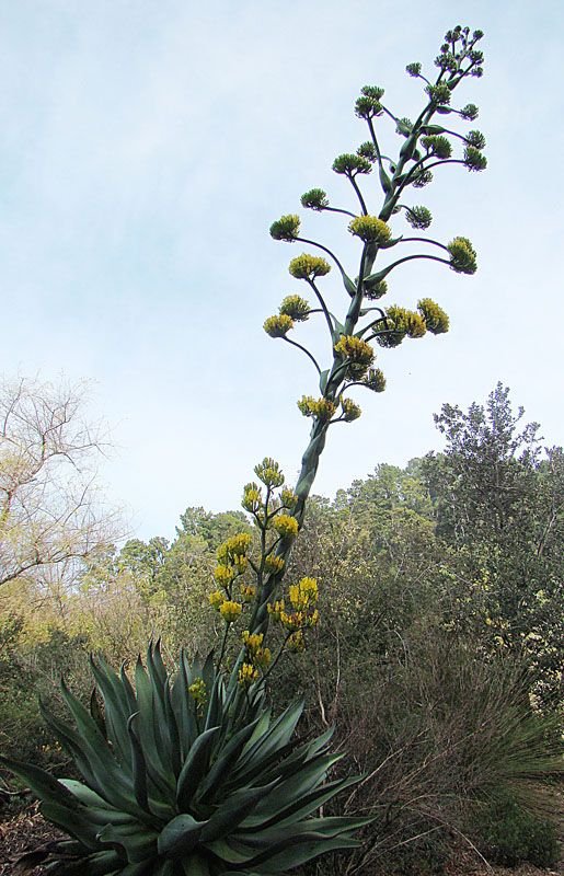 Maguey blanco con la vara floral erguida y cargada de umbelas amarillas.