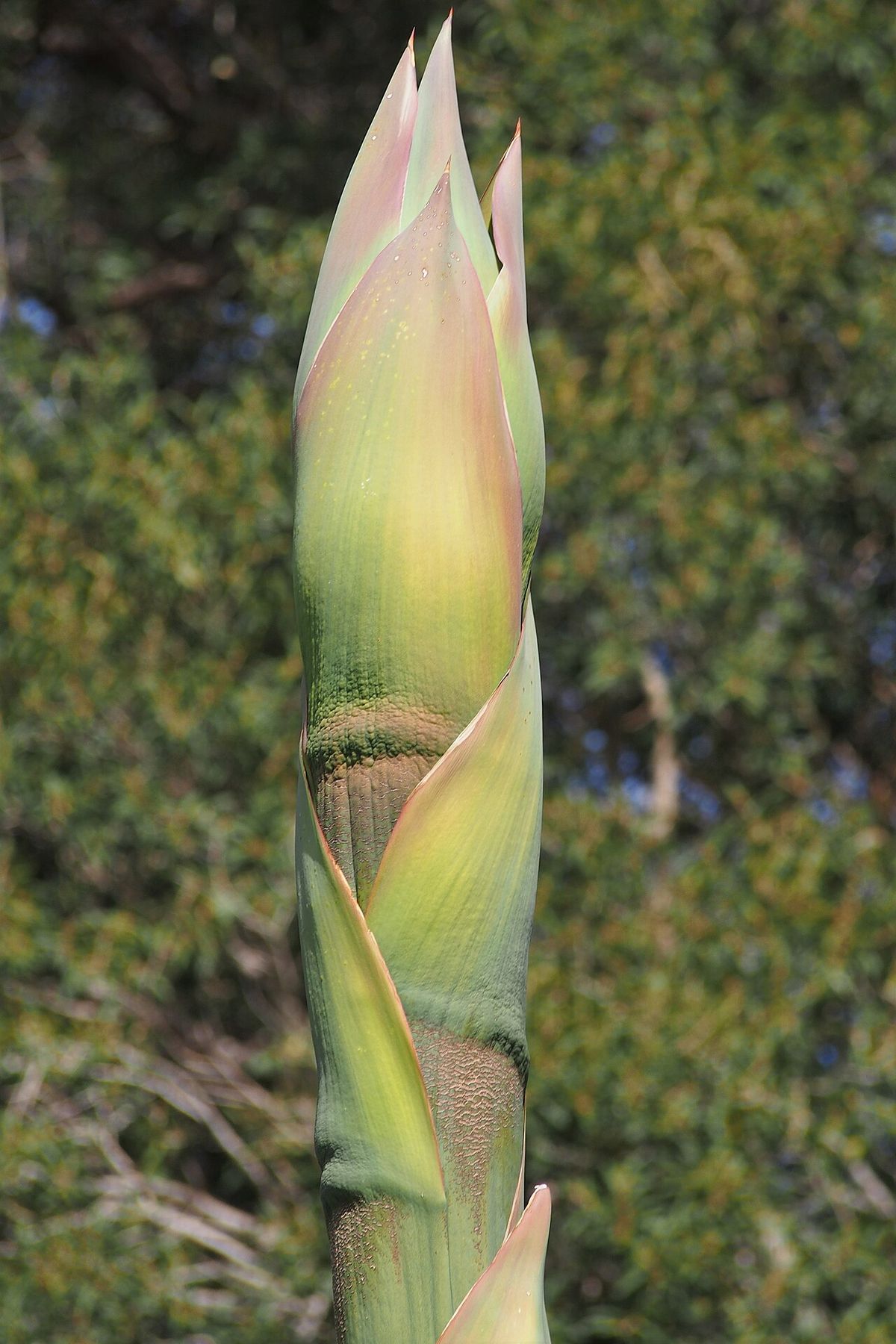 Punta de la vara floral de un maguey blanco a punto de abrir, verde y rosada.