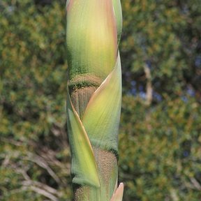 Punta de la vara floral de un maguey blanco a punto de abrir, verde y rosada.