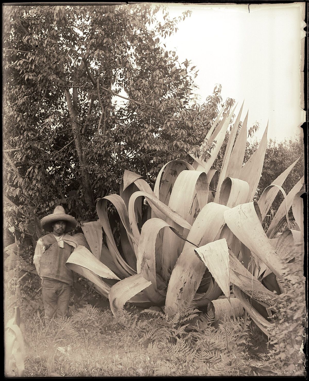 Fotografía antigua de un hombre de pie junto a un maguey blanco enorme.