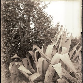 Fotografía antigua de un hombre de pie junto a un maguey blanco enorme.
