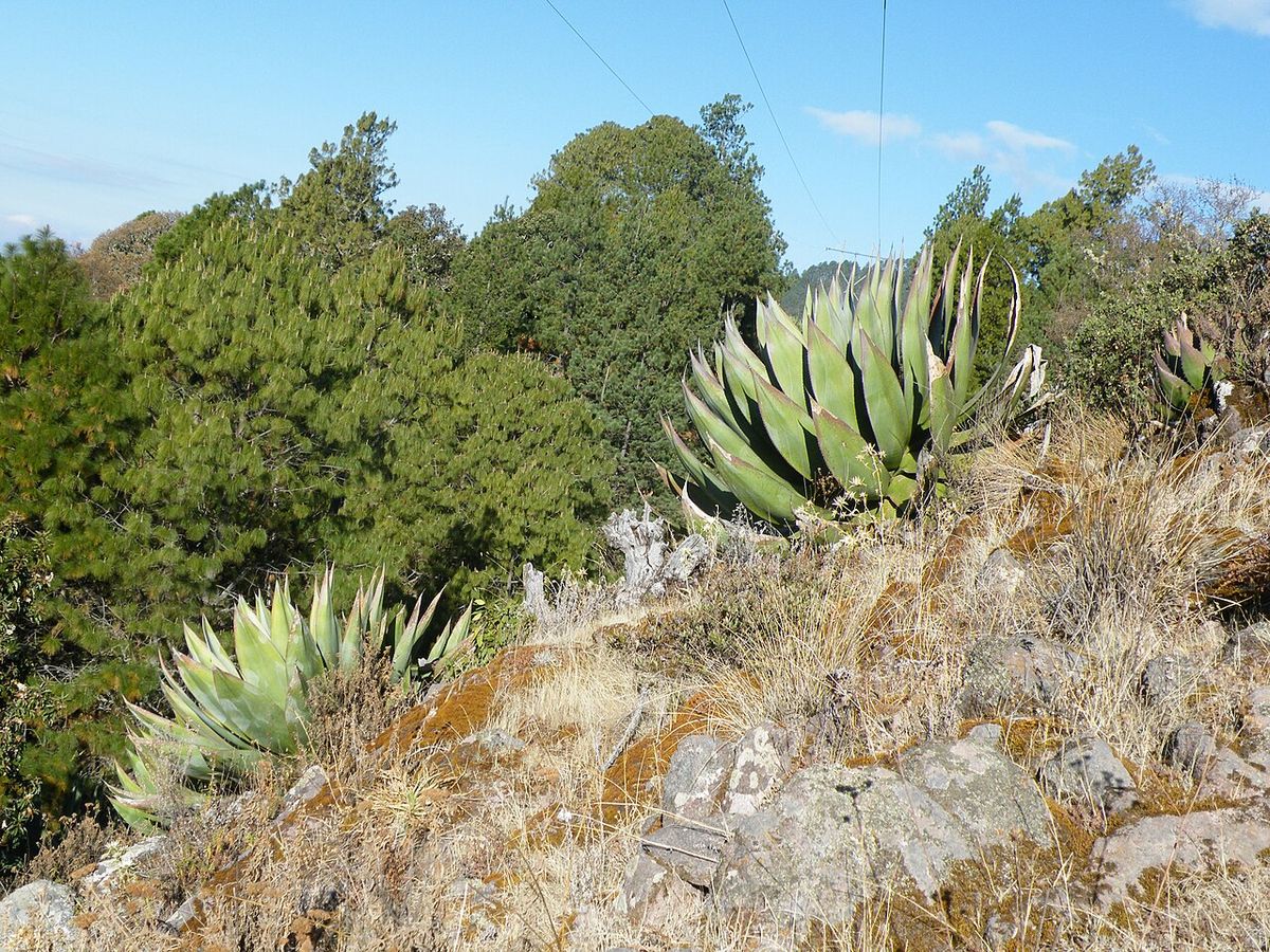 Magueyes blancos repartidos en una ladera rocosa, con encinos al fondo.