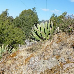 Magueyes blancos repartidos en una ladera rocosa, con encinos al fondo.