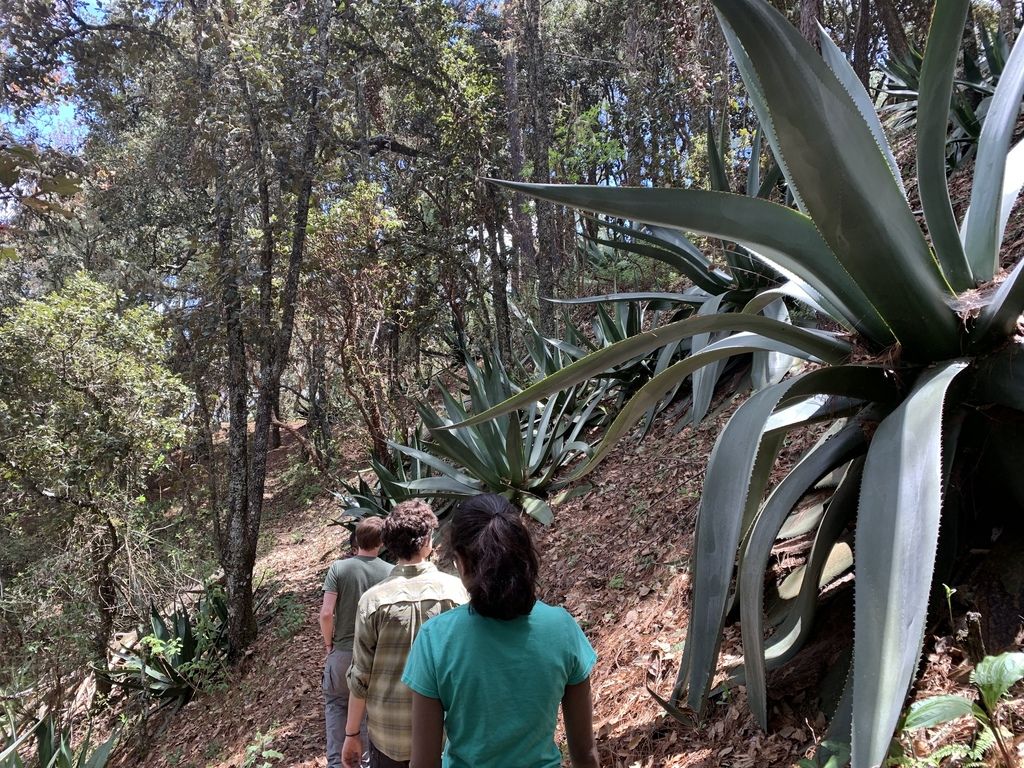 Personas caminando por una vereda entre magueyes blancos, en el bosque.