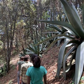 Personas caminando por una vereda entre magueyes blancos, en el bosque.