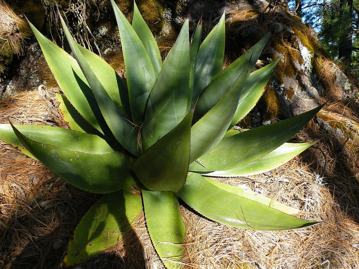 Roseta de un maguey blanco vista desde arriba, con las pencas abiertas.