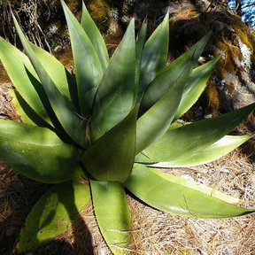 Roseta de un maguey blanco vista desde arriba, con las pencas abiertas.