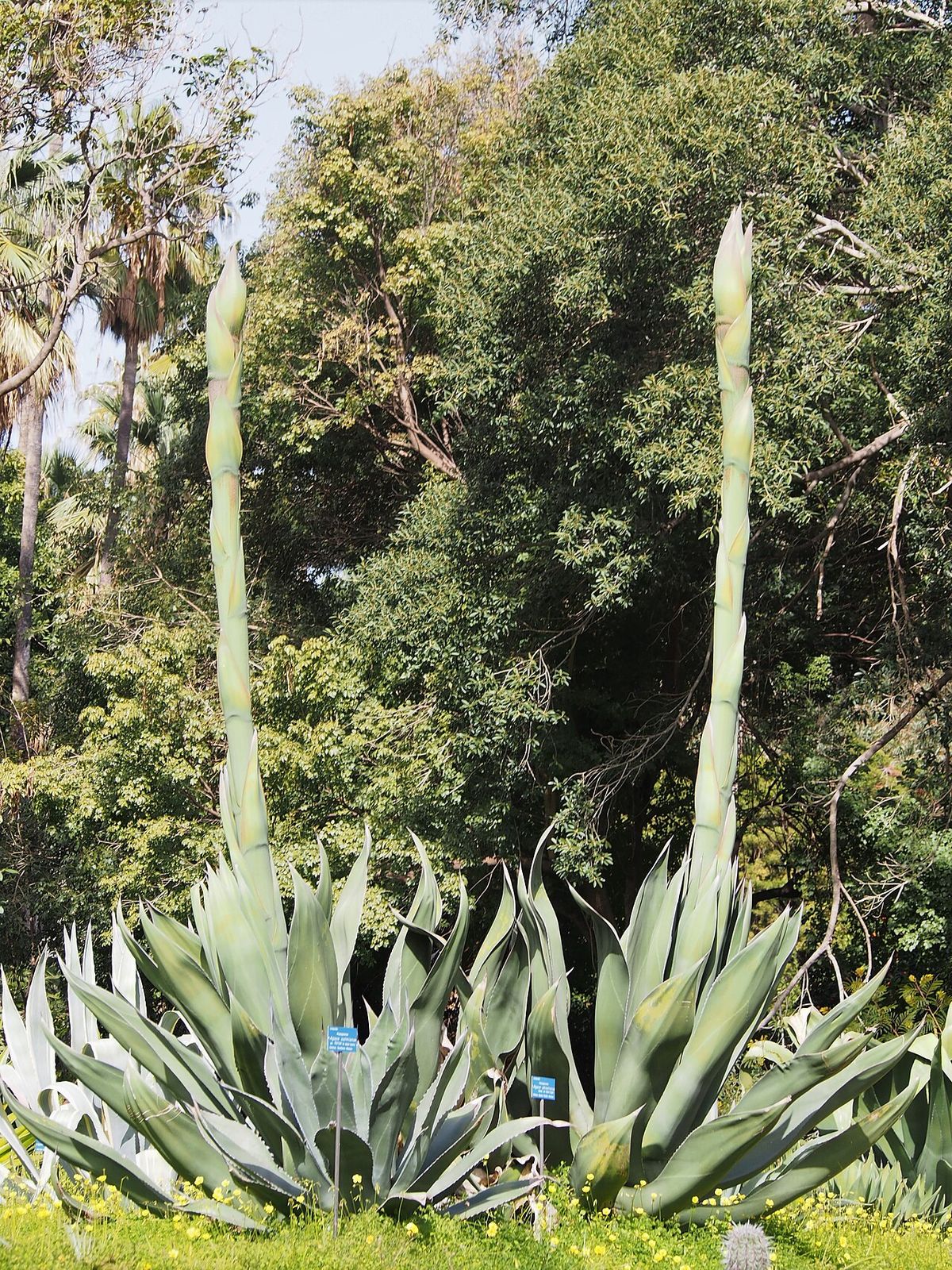 Dos magueyes blancos con sus varas florales levantadas sobre el pasto.