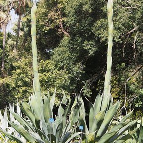 Dos magueyes blancos con sus varas florales levantadas sobre el pasto.