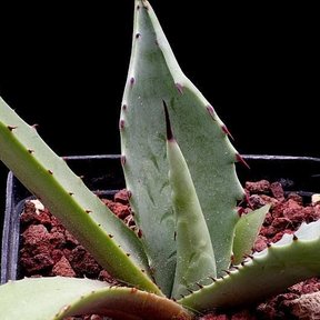 Plántula de maguey duranguense en maceta sobre tezontle, con fondo negro.
