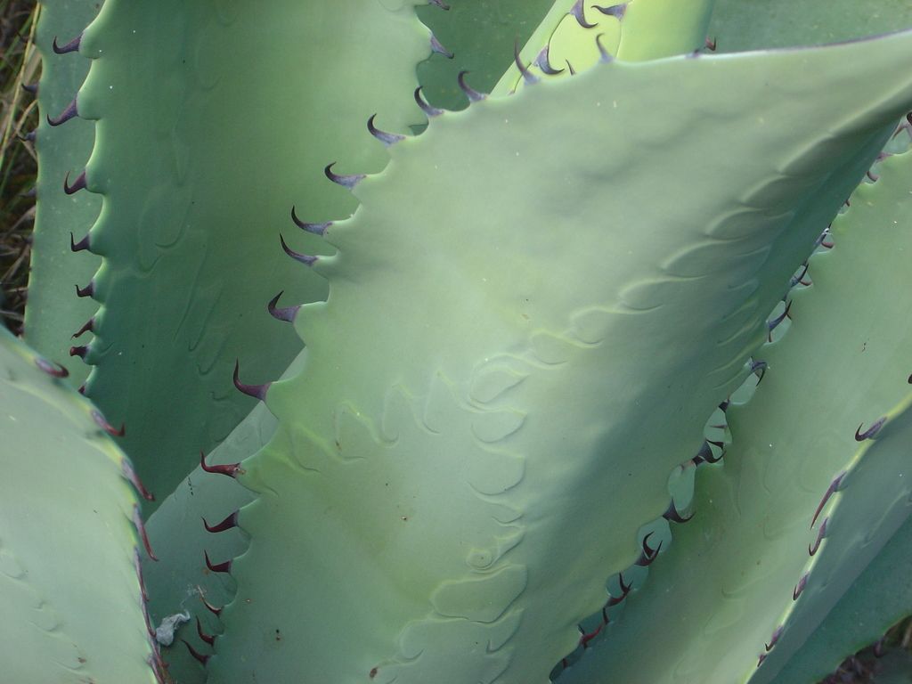 Borde dentado de una penca de maguey duranguense, con los dientes ganchudos.
