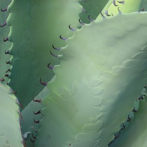 Borde dentado de una penca de maguey duranguense, con los dientes ganchudos.