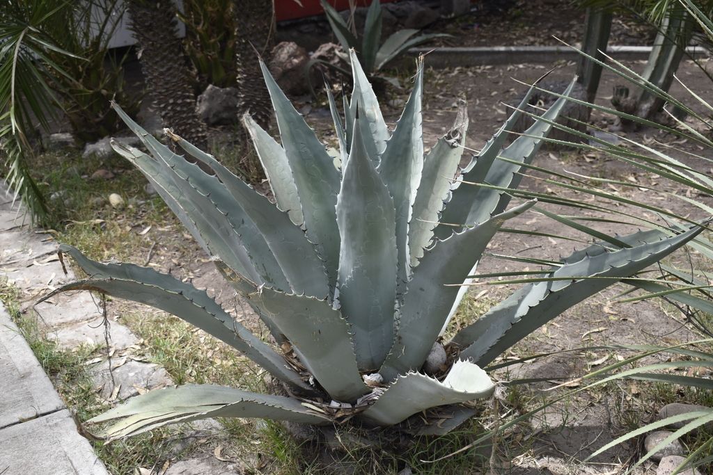 Maguey duranguense de roseta abierta en un jardín, junto a un andador.