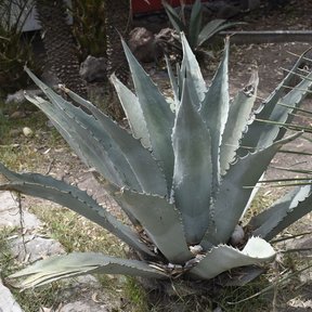 Maguey duranguense de roseta abierta en un jardín, junto a un andador.