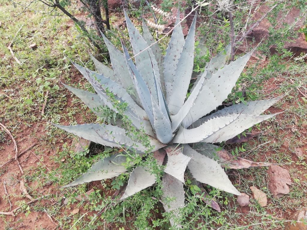 Maguey duranguense visto desde arriba sobre tierra roja, con las pencas grisáceas.