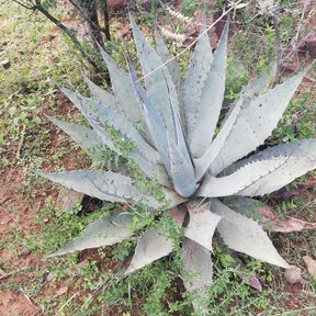 Maguey duranguense visto desde arriba sobre tierra roja, con las pencas grisáceas.